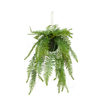Fougère Ball tombante