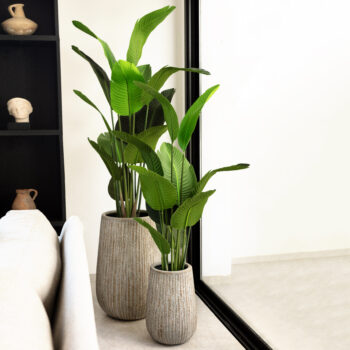 Strelitzia à larges feuilles – Image 8