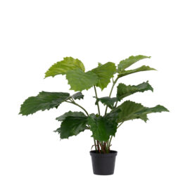 Tetrastigma H 42cm