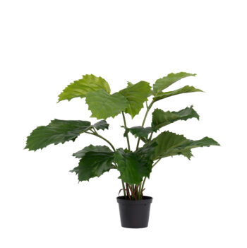Tetrastigma H 42cm