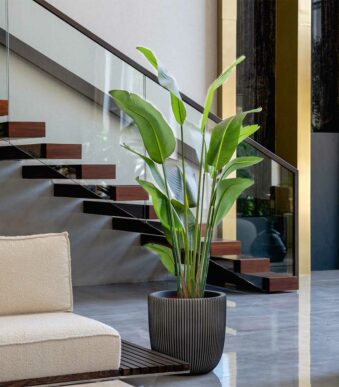 Strelitzia à large feuilles