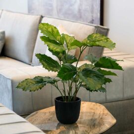 Tetrastigma H 42cm