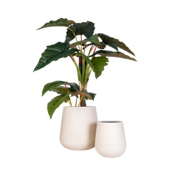 Pot palm sandy white