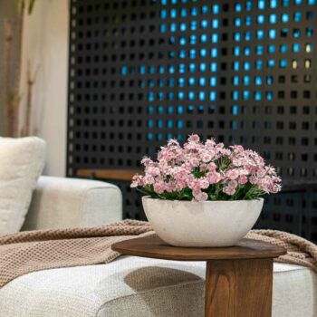 Composition Dianthus rose H 30cm