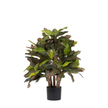 Croton tree H 60cm / H 120cm