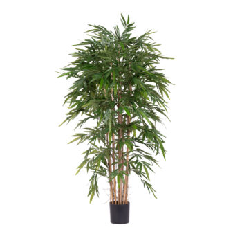 Bambou à feuillage dense H 150cm / H 180cm