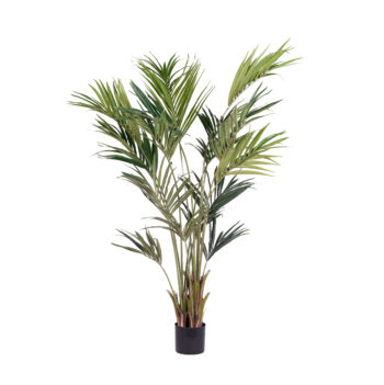 Kentia Palm H 210cm
