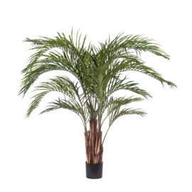 Palmier tropical H 210cm