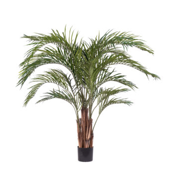 Palmier tropical H 210cm