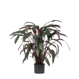 Calathéa Makoyana H 90cm