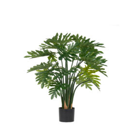 Philodendron H 90cm