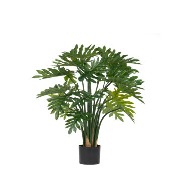 Philodendron H 90cm