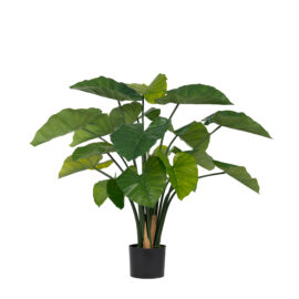 Alocasia Wentti H 90cm
