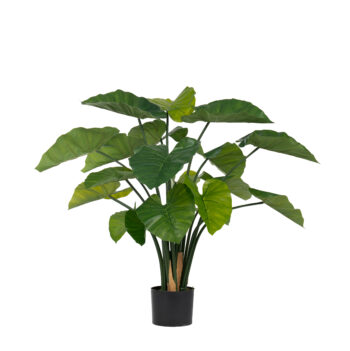 Alocasia Wentti H 90cm