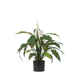 Spathiphyllum H 70cm