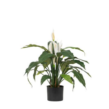 Spathiphyllum H 70cm