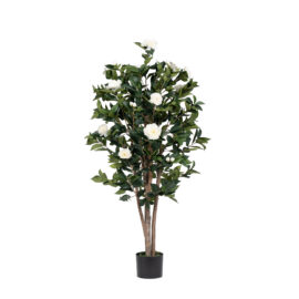 Camellia H 150cm