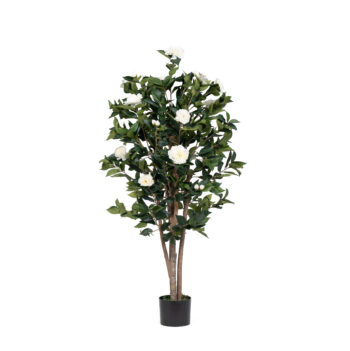 Camellia H 150cm
