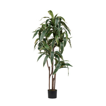 Dracena Cordyline H 150cm / H 180cm