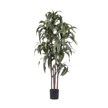 Dracena Cordyline H 150cm / H 180cm