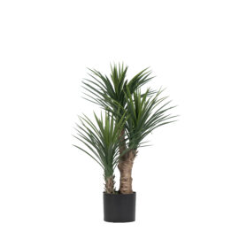Yucca Rostrata H 85cm