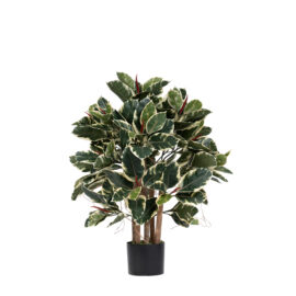 Ficus Elastica H 90cm