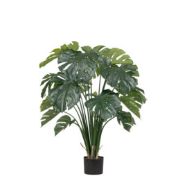 Monstera Deliciosa H 120cm