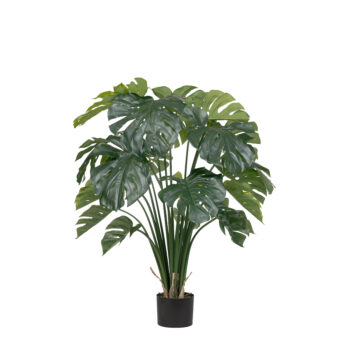 Monstera Deliciosa H 120cm