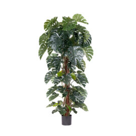 Monstera H 210cm