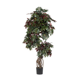 Ficus campensia H 170cm