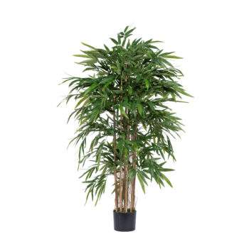 Bambou à feuillage dense H 150cm / H 180cm
