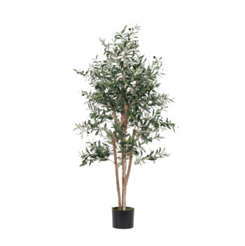 Olivier à tronc naturel H 120cm / H 150cm / H 180cm