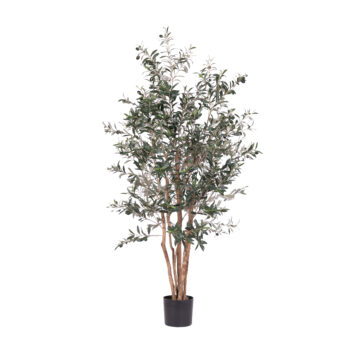 Olivier à tronc naturel H 120cm / H 150cm / H 180cm