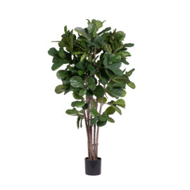 Ficus Lyrata H 180cm