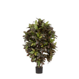 Croton tree H 60cm / H 120cm