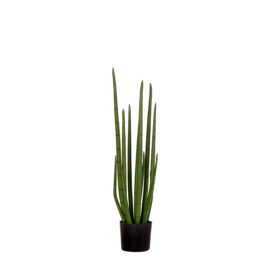 Sansevieria Cylindrica H 70cm / H 105cm