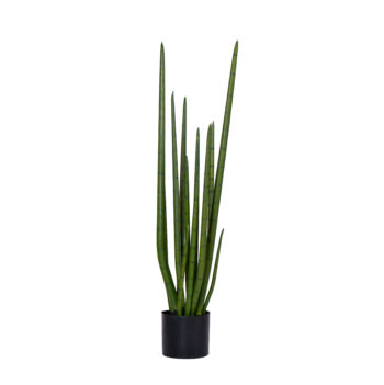 Sansevieria Cylindrica H 70cm / H 105cm