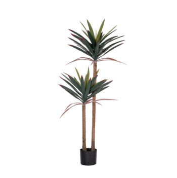 Agave Americana H 62cm / H 125cm