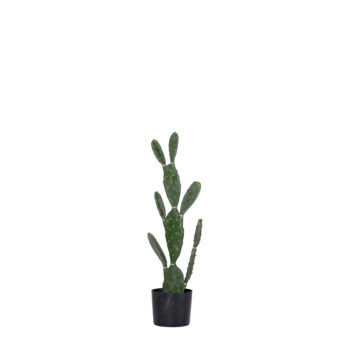 Cactus H 82cm / H 106cm