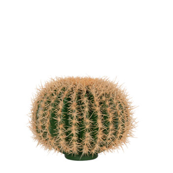 Golden Barrel Cactus H 20cm / H 30cm