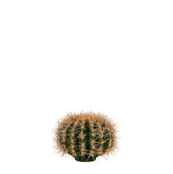 Golden Barrel Cactus H 20cm / H 30cm