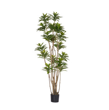 Lilly H 135cm / H 180cm