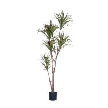 Dracena Marginata H 130cm / H 180cm