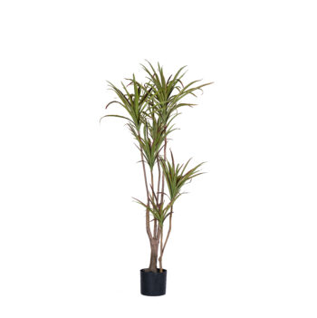 Dracena Marginata H 130cm / H 180cm
