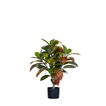 Croton Codiaeum H 75cm / H 125cm