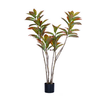 Croton Codiaeum H 75cm / H 125cm