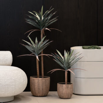 Agave Americana H 62cm / H 125cm – Image 3