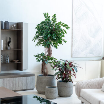 Calathéa Makoyana H 90cm – Image 3