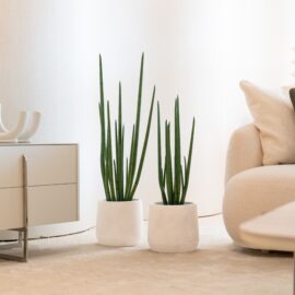 Sansevieria Cylindrica H 70cm / H 105cm