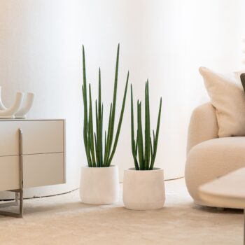 Sansevieria Cylindrica H 70cm / H 105cm